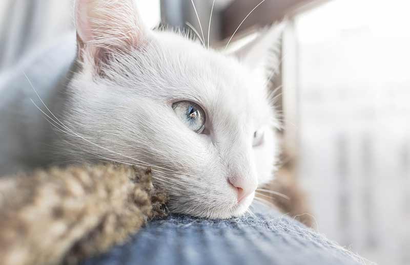 Cool Names For Cats With Blue Eyes