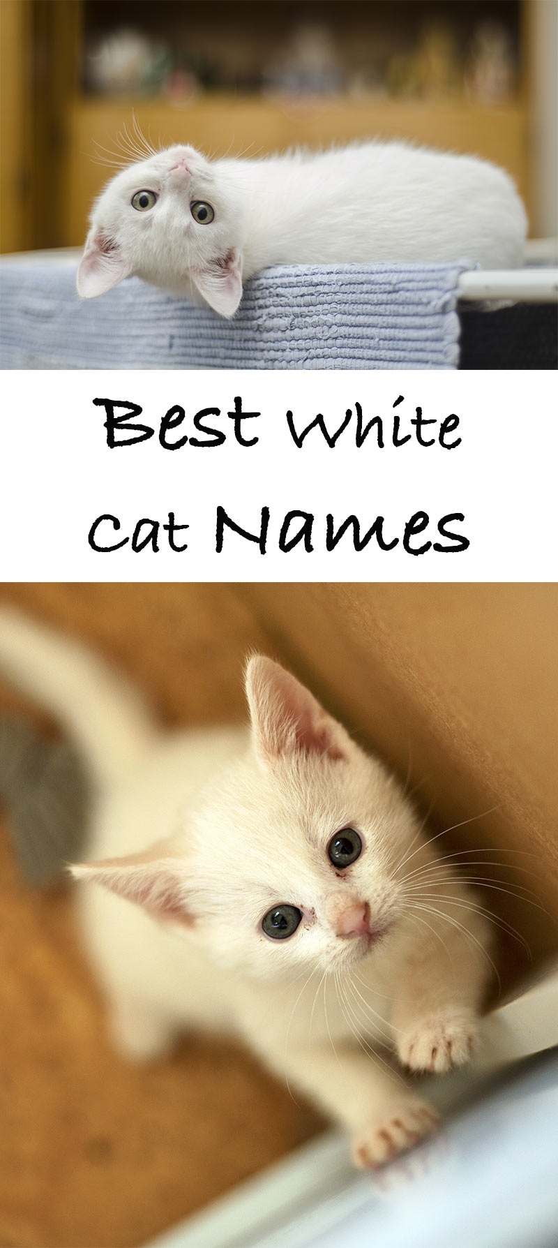 White Cat Names - Top 100 Best Names For White Cats