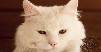 Names For White Cats – Our Top 100 White Cat Names