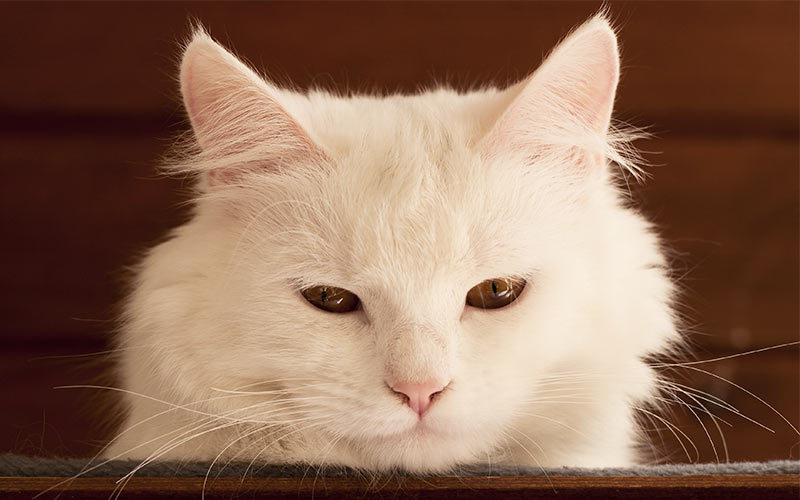 Names For White Cats - Our Top 100 White Cat Names