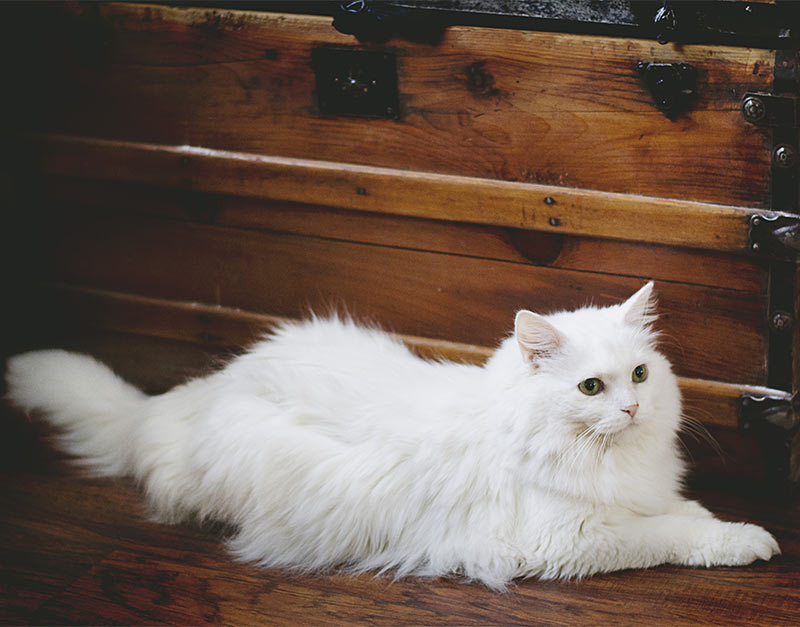 115 Best White Cat Names For 2019 The Dog People By Rover Com