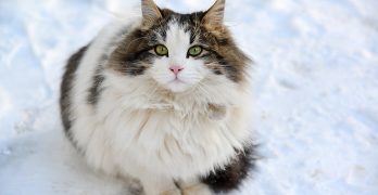 Long Haired Cat Breeds