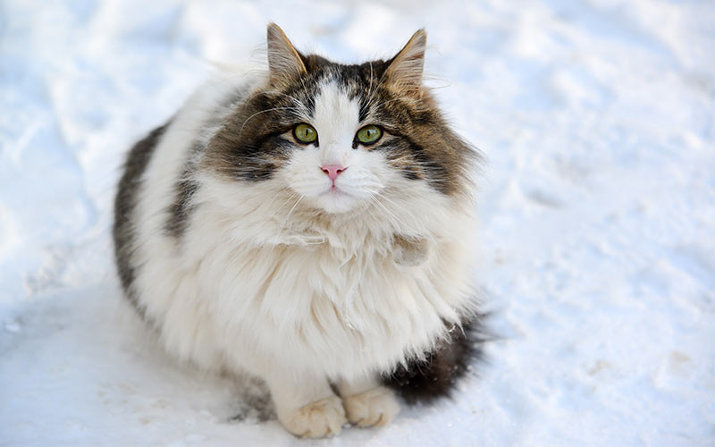 Long Haired Cat Breeds Different Breeds Care And Grooming