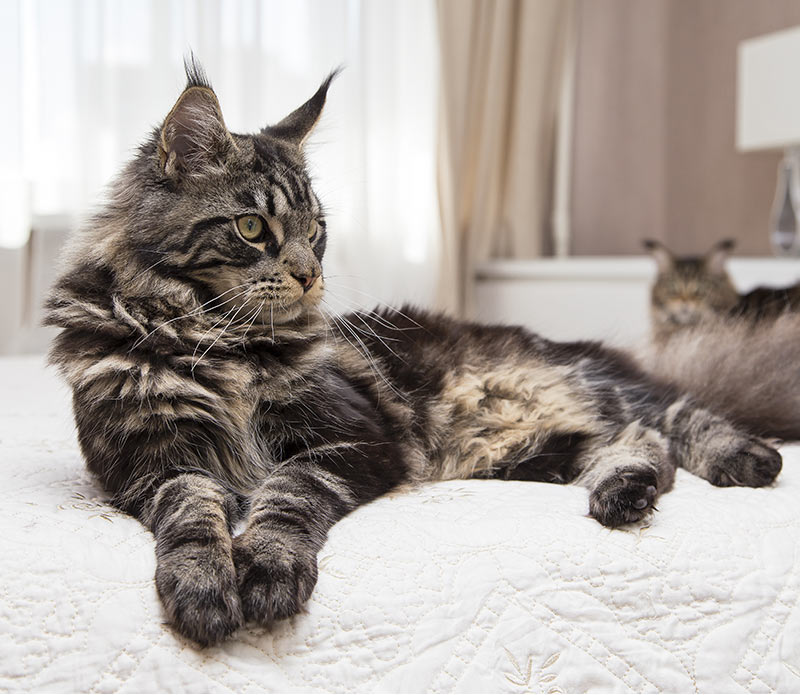 Long Haired Cat Breeds - Different Breeds, Care And Grooming