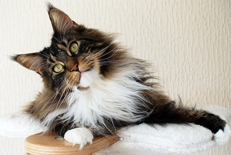 Long Haired Cat Breeds - Different Breeds, Care And Grooming