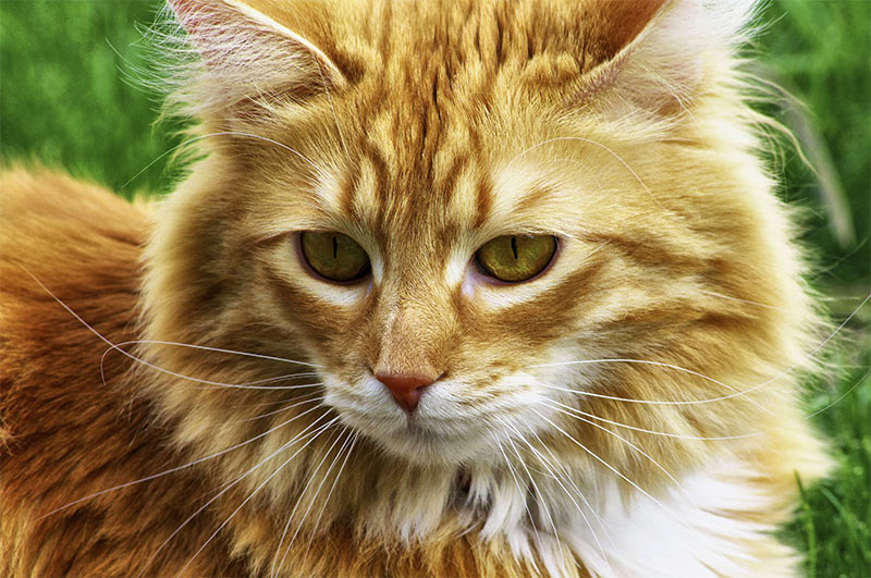 Long Haired Cat Breeds