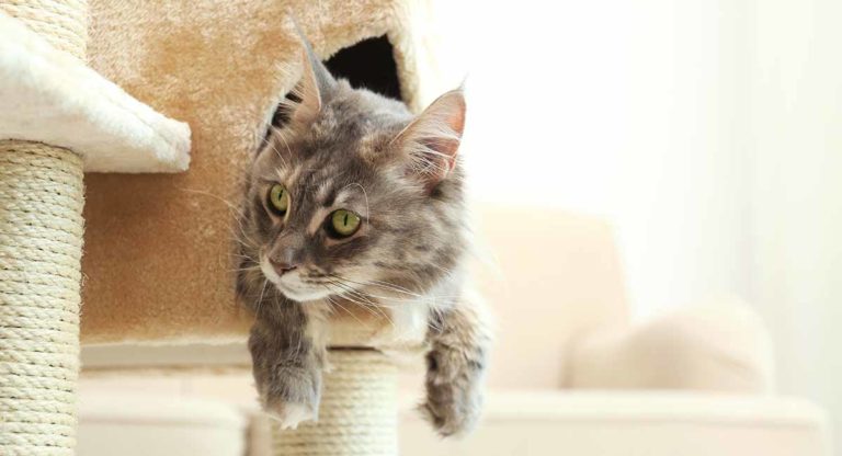 best cat tree