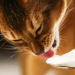 can cats eat yogurt?