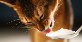 can cats eat yogurt?
