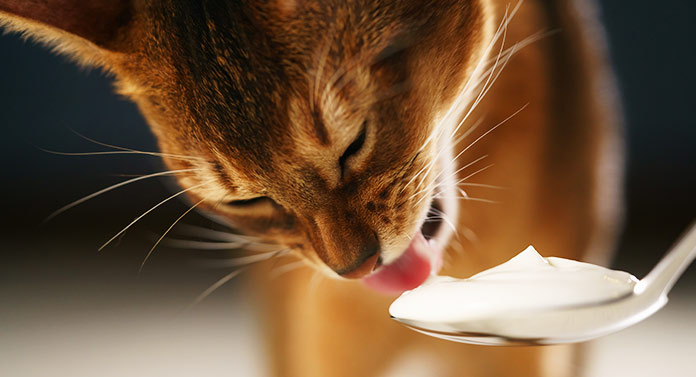 Is Yoghurt Good For Cats With Diarrhea