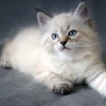 siberian cat
