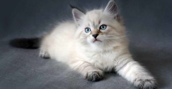 siberian cat