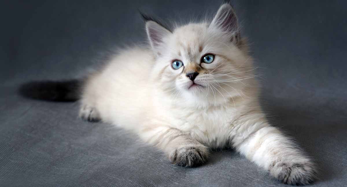 chat sibérien