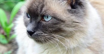 Balinese Cats – A Complete Guide