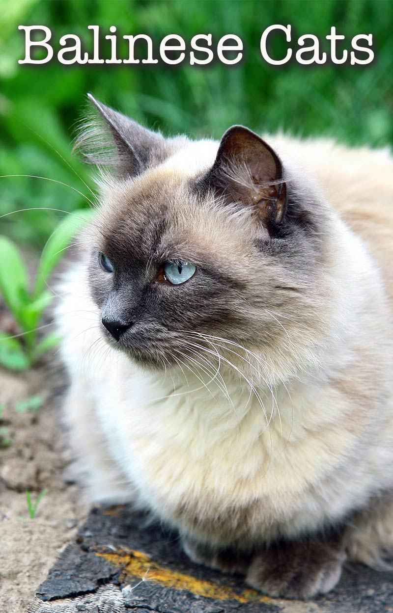 Balinese Adopt Cats Kittens Locally In Canada Kijiji Classifieds