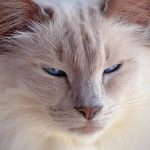 american cat breeds