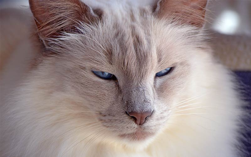 balinese cat hypoallergenic cats