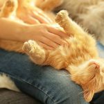 do cats like belly rubs