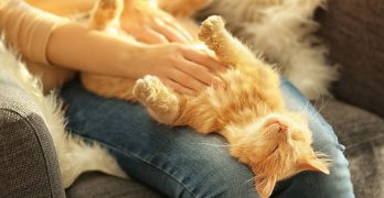 Do Cats Like Belly Rubs?