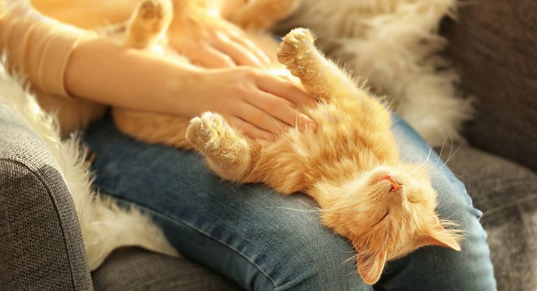 do cats like belly rubs