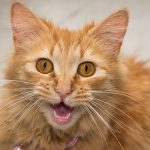 Kitty Sounds - A guide to cat noises and their meanings
