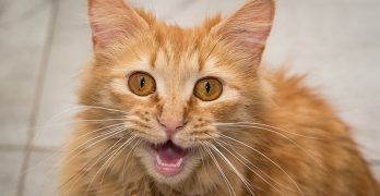 Kitty Sounds - A guide to cat noises and their meanings