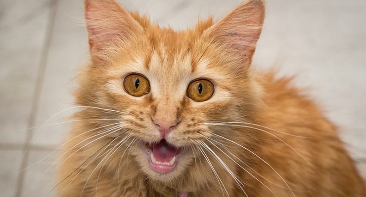 Cat Noises And Meanings Cat Noises And Meanings