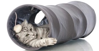 Cat Tunnels – Choosing And Using A Cat Tunnel
