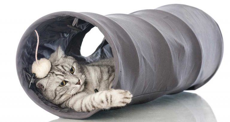 Cat Tunnels – Choosing And Using A Cat Tunnel