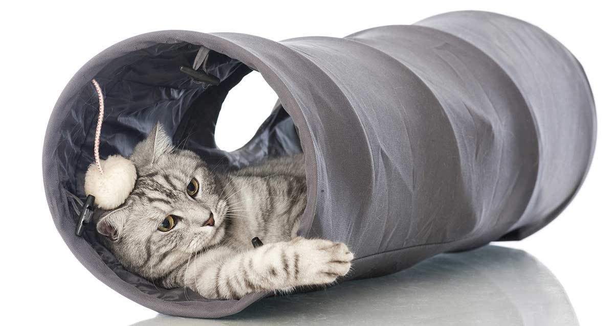 cat tunnel toy