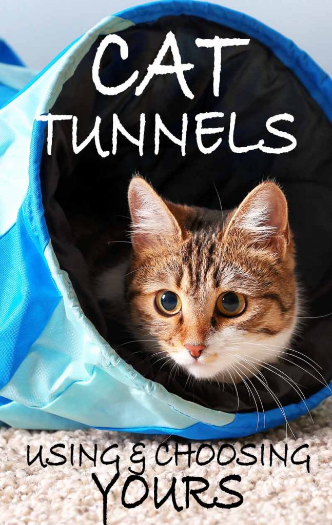 cat tunnels inside