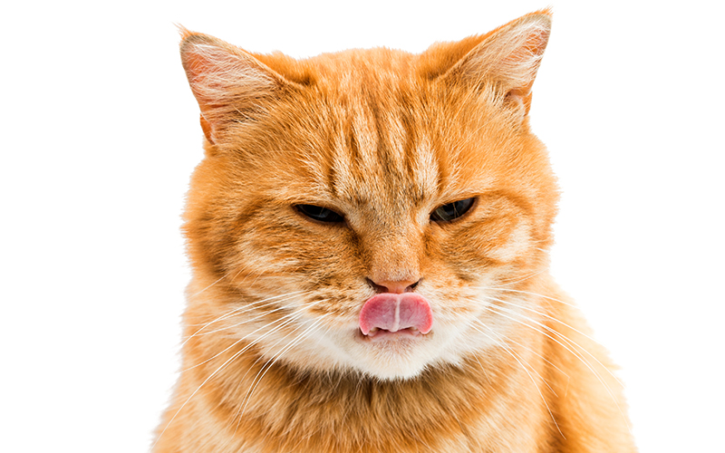 Can Cats Eat Peanut Butter?