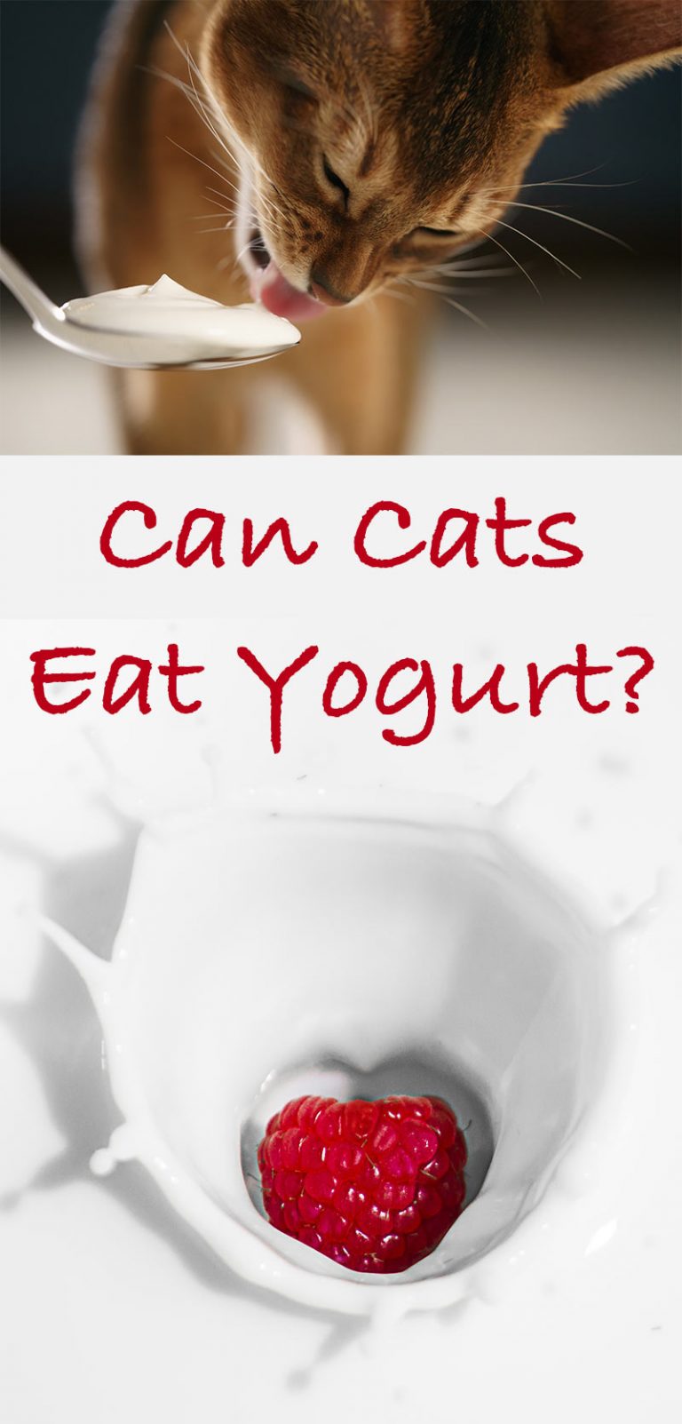 Can Cats Eat Yogurt?