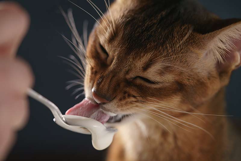 Can Cats Eat Yogurt - When Is Yogurt Good For Cats