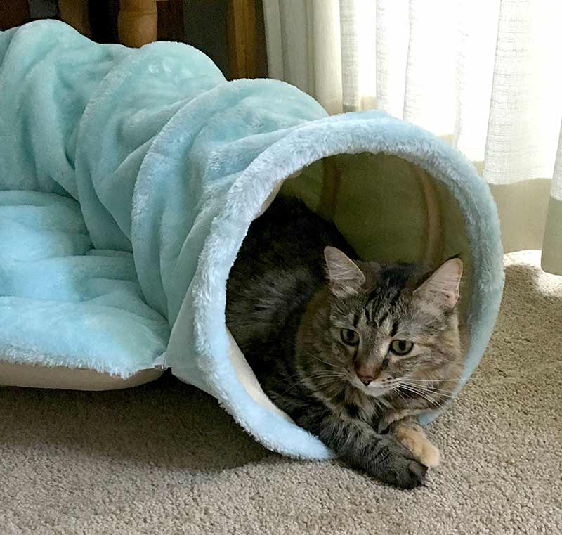 Cat Tunnels Choosing And Using The Best Cat Tunnel For Cat Tunnels Choosing And Using The Best Cat Tunnel For