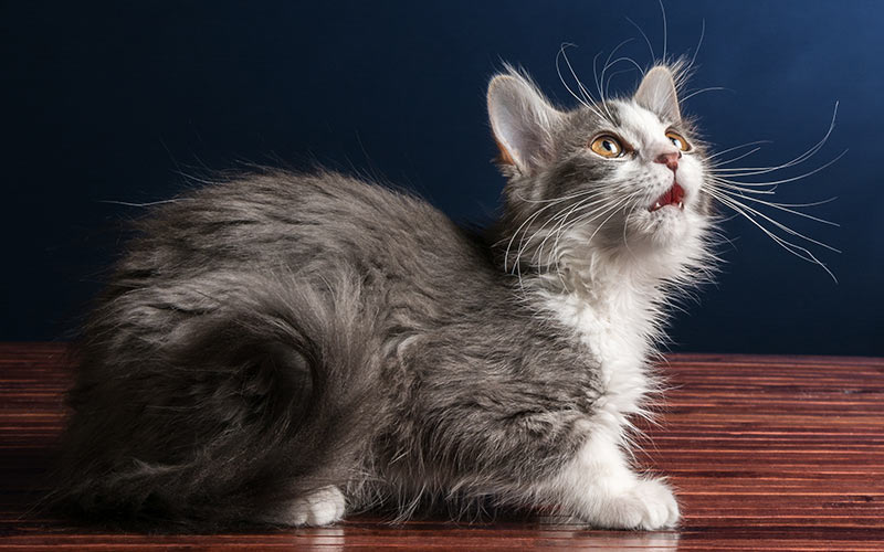 Long haired cat breeds