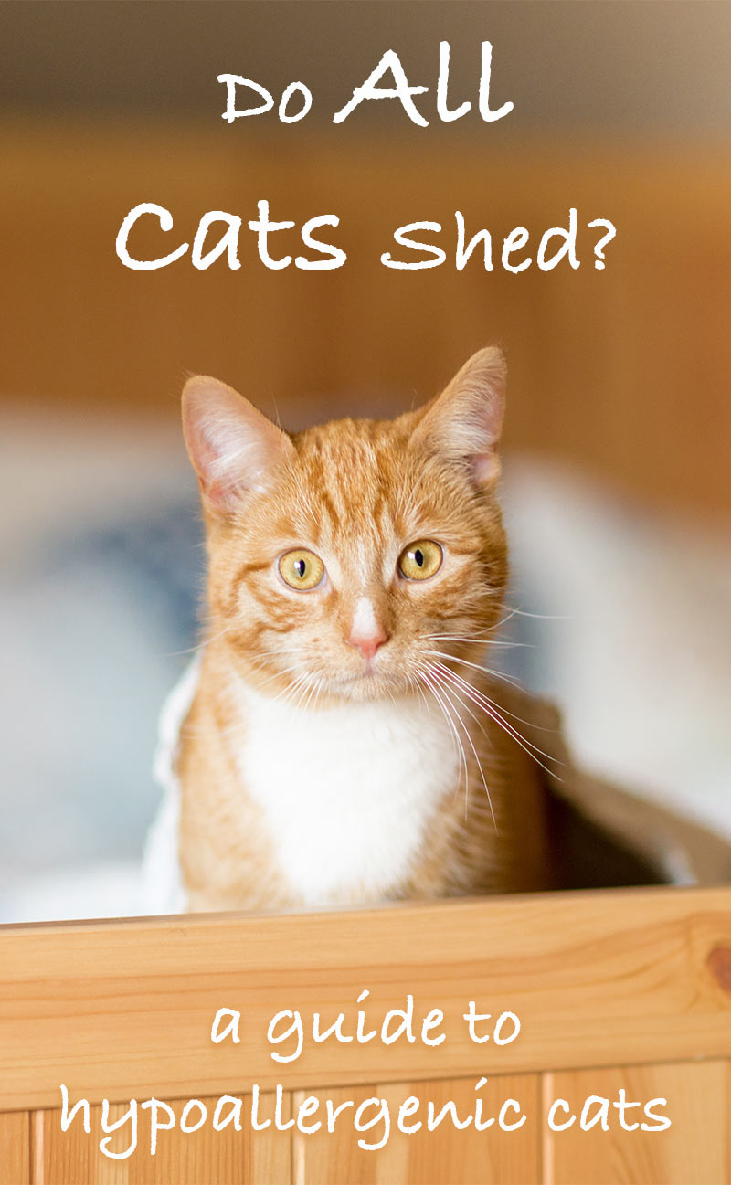 Cats That Don't Shed A Guide To Hypoallergenic Cat Breeds