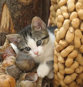 flavorful supposedly tasty petfinder