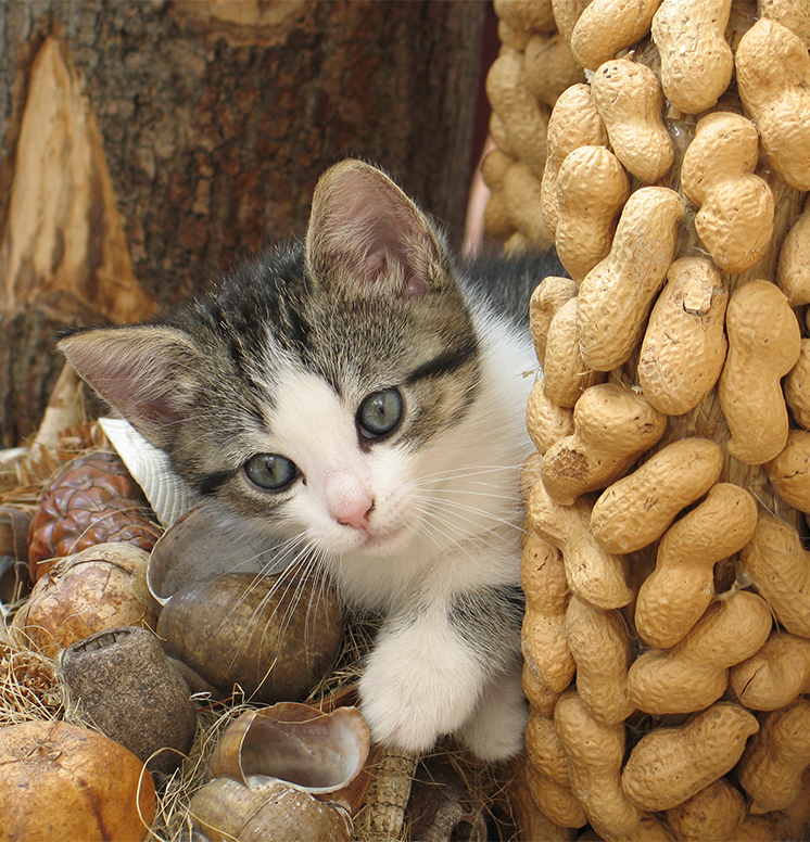 57 Top Photos Will Cats Eat Nuts : What Do Cats Eat in the Wild: Information from Experts