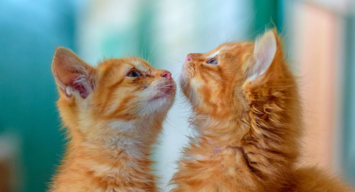 two ginger kittens at eight weeks old
