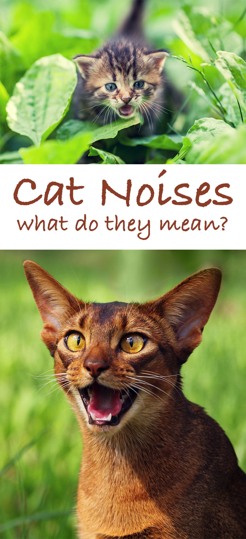Kitty Sounds - A guide to cat noises and their meanings