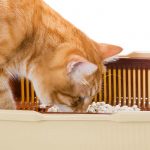 best automatic litter box reviews