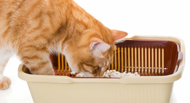 best automatic litter box reviews