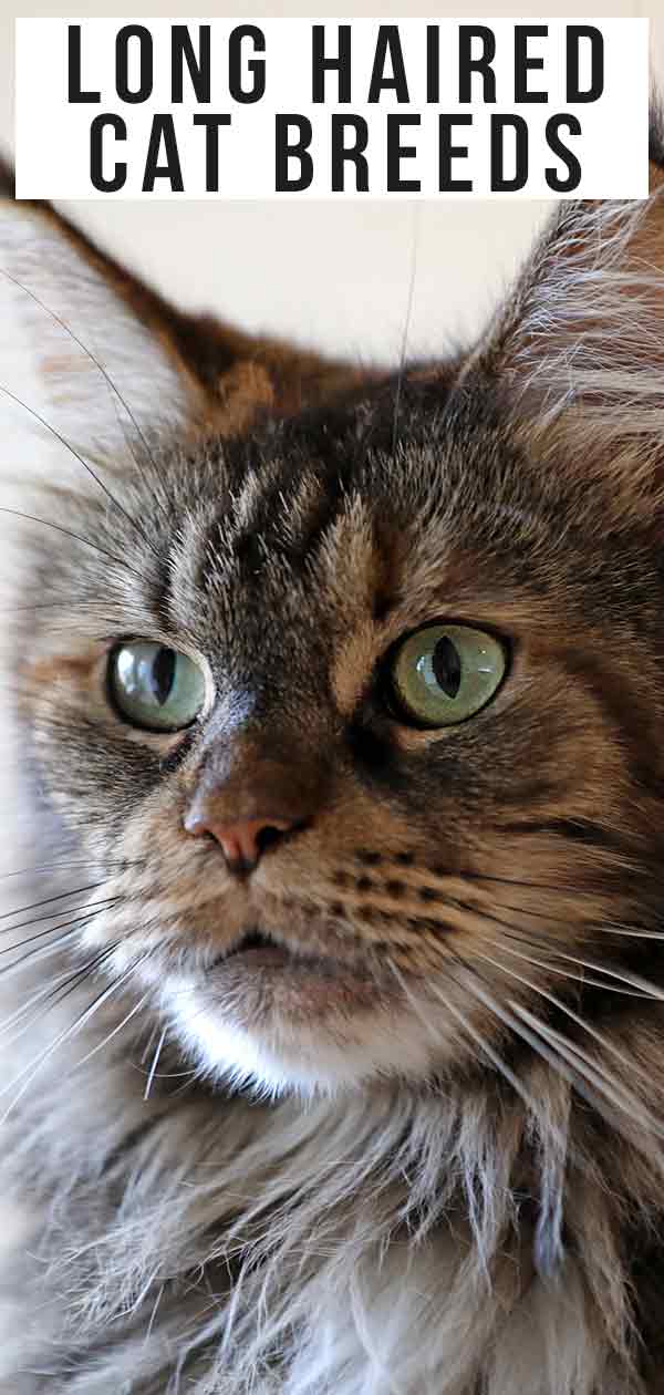 Long Haired Cat Breeds Different Breeds Care And Grooming