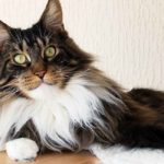 long haired cat breeds
