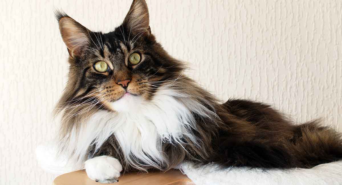 Longhair Cat Breeds