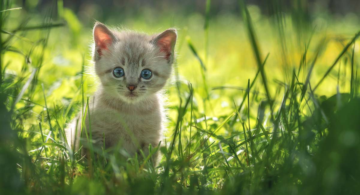 8 Week Old Kitten Feeding Weight Care And Routines 8-week-old-kitten-feeding-weight-care-and-routines