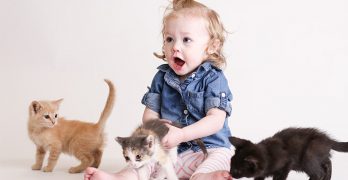 Cats That Don’t Shed – A Guide To Hypoallergenic Cat Breeds