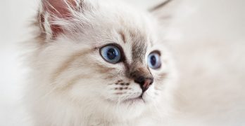 The Siberian Cat – A Complete Guide