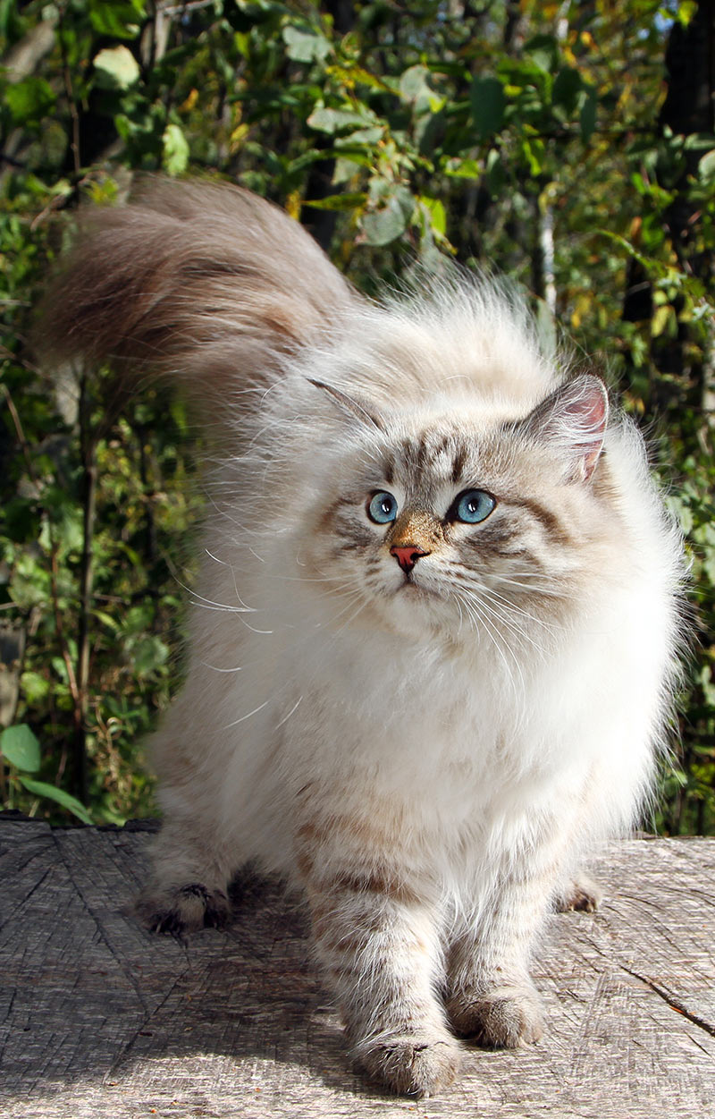 full grown siberian cat